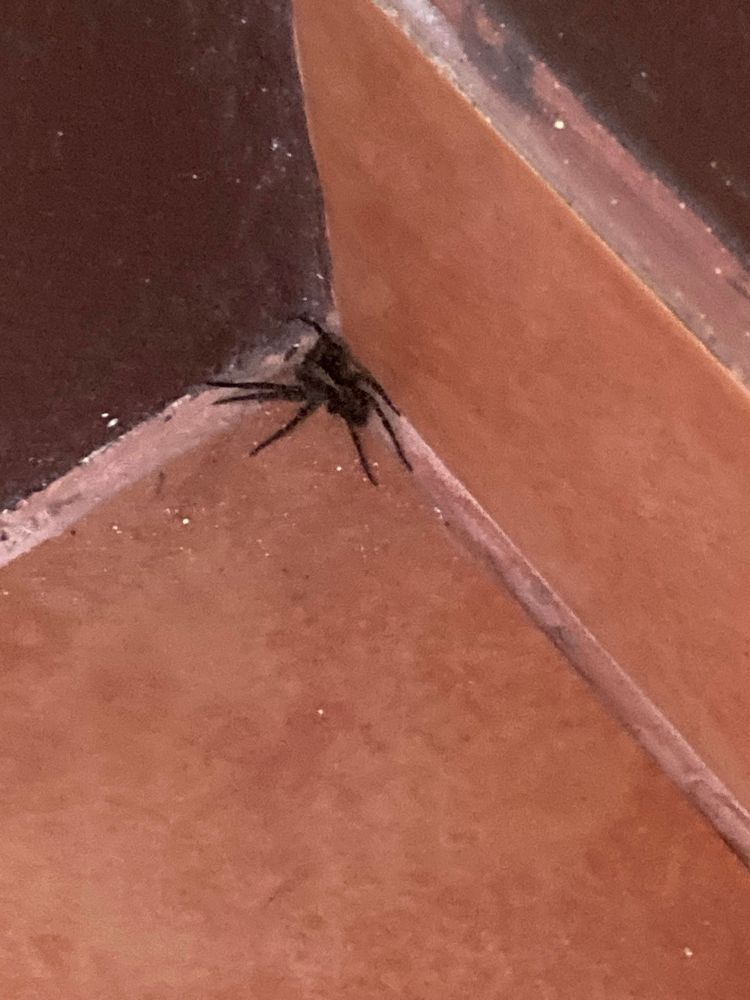 Een spin in een hoek van een kamer. De spin zit op de grens van twee verschillende vloertegels en een muur. De kleuren zijn overwegend bruin en oranjeachtig. De spin is donker van kleur en heeft lange poten. De foto is van dichtbij en de belichting is enigszins warm.