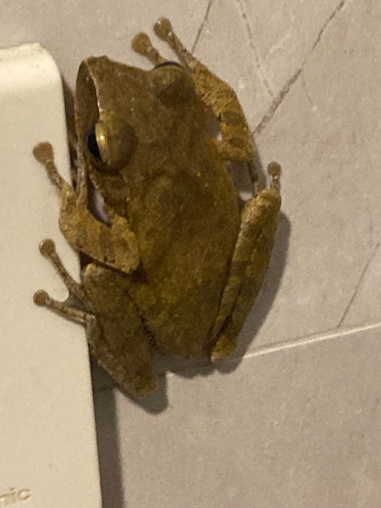 Bruine kikker op een muur. De kikker heeft een gladde huid en grote, ronde ogen. Hij klampt zich vast aan een lichte ondergrond (mogelijk een lichtschakelaar) en de rest van de muur is lichtgrijs van kleur. De kikker valt op door zijn stevige poten en grote schijfjes aan het uiteinde van zijn tenen, waardoor hij goed kan klimmen.