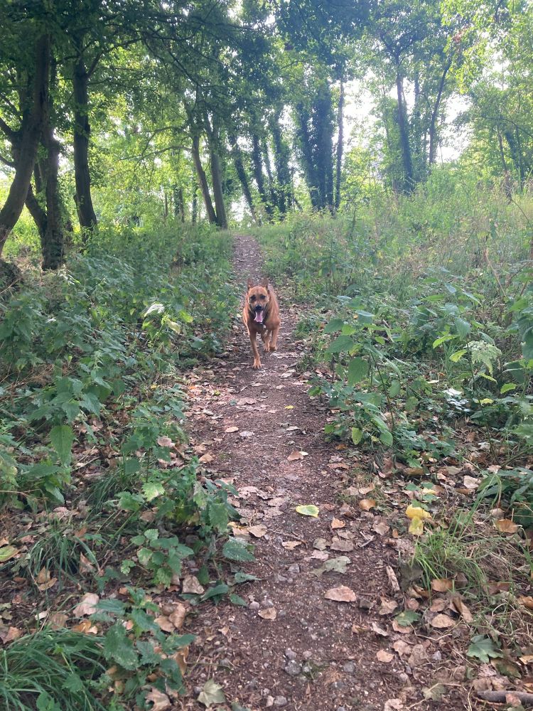 Bosachtig pad met een hond. Op de foto zie je een smal, onverhard wandelpad dat door een groen bos loopt. Links en rechts van het pad staan veel struiken en bomen, met bladeren op de grond. In het midden van het pad loopt een bruine hond met de tong uit de bek, recht op de camera af. Het licht valt gefilterd door de bomen, waardoor het een rustige, natuurlijke sfeer heeft.