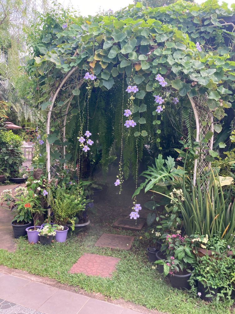 Boog van witte metalen staven, bedekt met groene bladeren en hangende lila bloemen. Onder de boog liggen wat stapstenen op het gras en de grond, die leiden naar een schaduwrijke plek gevuld met varens en andere planten. Aan de randen van het pad staan verschillende bloempotten, sommige met paarse bloemen, andere met groene planten. De boog vormt een kleine, sfeervolle doorgang of ingang naar een tuin, die omringd is door weelderige begroeiing. Het geheel oogt rustig en uitnodigend.