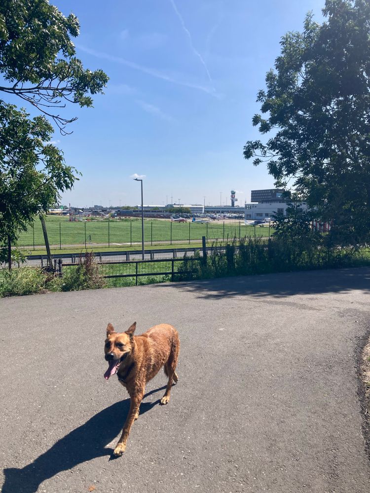 Bruine hond op een geasfalteerd pad in de zon. De hond loopt ontspannen met de tong uit de bek. Op de achtergrond zie je een grasveld en een hek, met verderop een vliegveld met vliegtuigen en een verkeerstoren. Links en rechts zijn er bomen die wat schaduw geven op het pad. De lucht is helderblauw, het lijkt een zonnige dag te zijn.