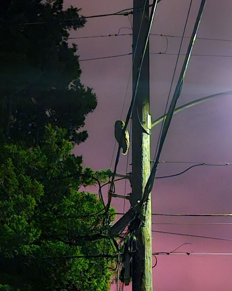 An owl sits on a power line next to a tall pine tree. In the background, the sky is glowing pink and purple from fireworks