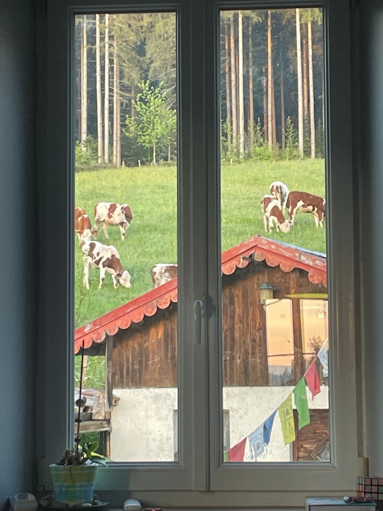 La vue d’une fenêtre 
On voit une espèce de chalet avec un champ et des veaux qui broutent 
