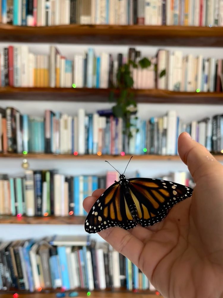 Photo of a monarch held up in front of some bookshelves 
