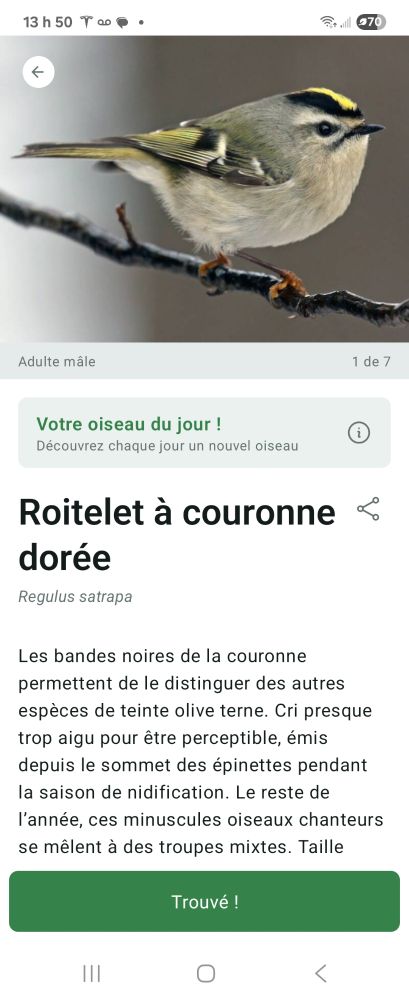 A image of Merlin app describing the Golden-crowned Kinglet.