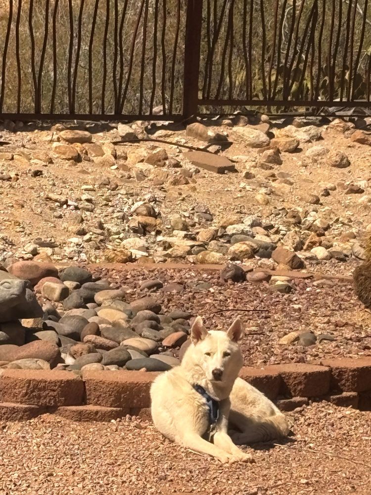 A white husky laying out in the desert sun on rocks.