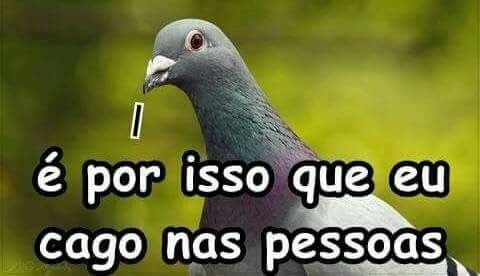 Pombo dizendo: "é por isso que eu cago nas pessoas".