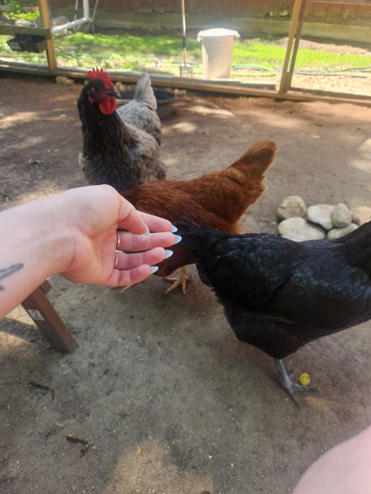 Brooke reaching her hand out to 3 chickens