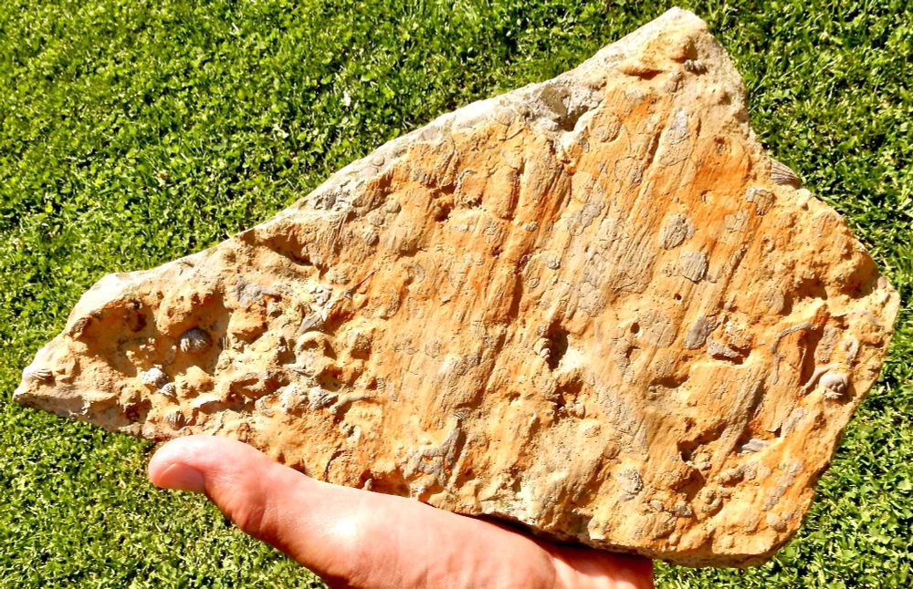 A small, irregularly shaped slab of limestone is being held by hand in the raking sunlight. The flat surface, stained pale orange by iron minerals, shows a series of straight parallel grooves or scratches -- these are glacial striations cut by the passage of abrasive rock fragments and mineral grains embedded in the sole of the glacier. Numerous fossil fragments are seen on the slab surface. Some of these have been ground through at various angles and show as complete or partial cross sections. Other fragments (lower left and far right) have escaped glacial sectioning and still stand in relief.  