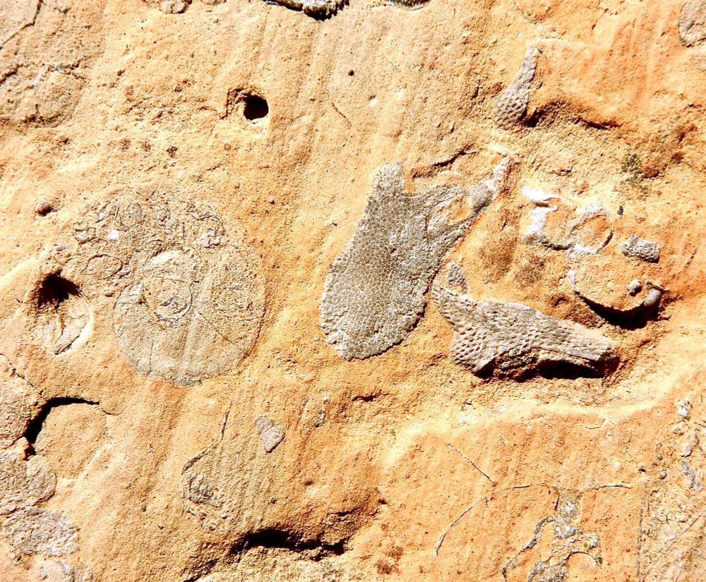 More of the same surface with sections through trepostome bryozoans and a planispiral gastropod. 