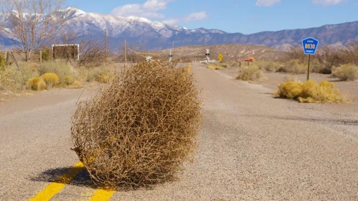 Tumbleweed