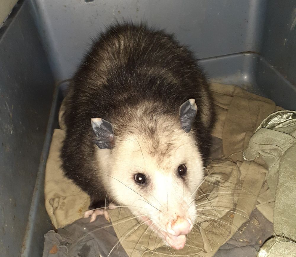 A smiling possum 