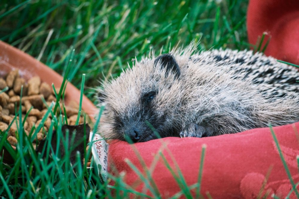 A hedgehog having a rest on a heated pillow with a bowl of food nearby.