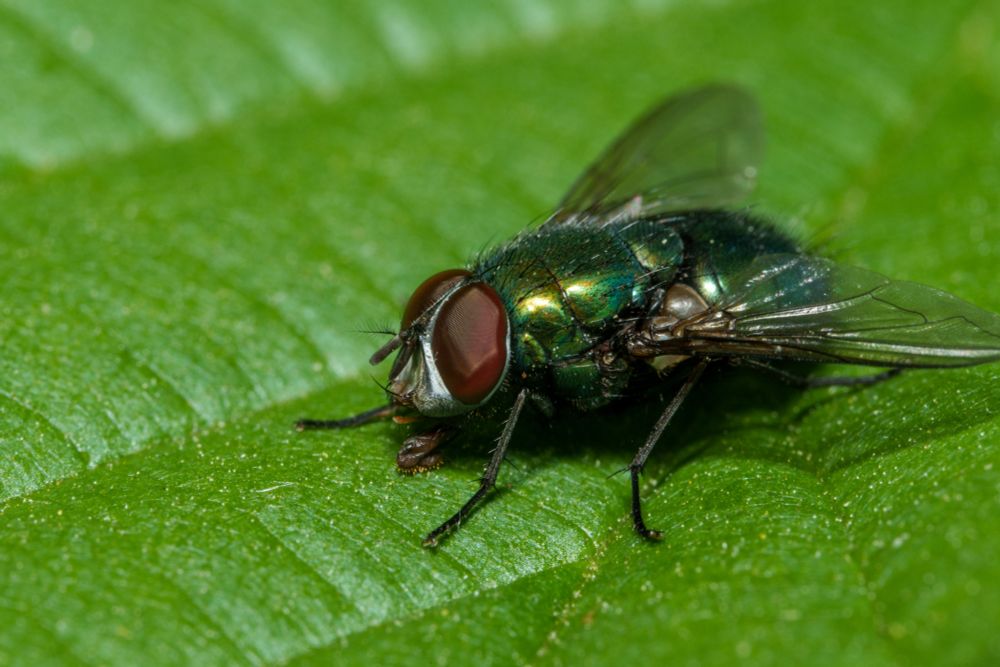 Macro shot of a fly sitting on a leaf having dinner