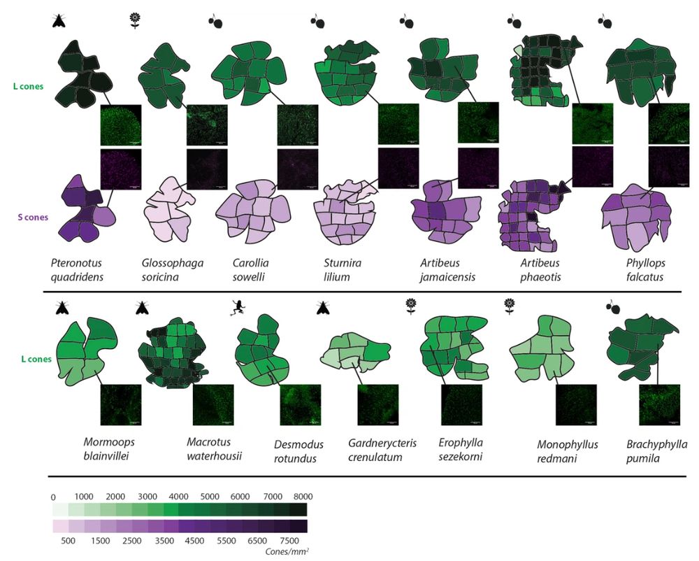 "L and S opsin cone distribution in 14 representative noctilionoid bat species.
Density maps of L and S opsin cone topography in 14 noctilionoid bat species. For each species, a representative dissected flat-mounted retina is shown. Insets are representative IHC magnifications "