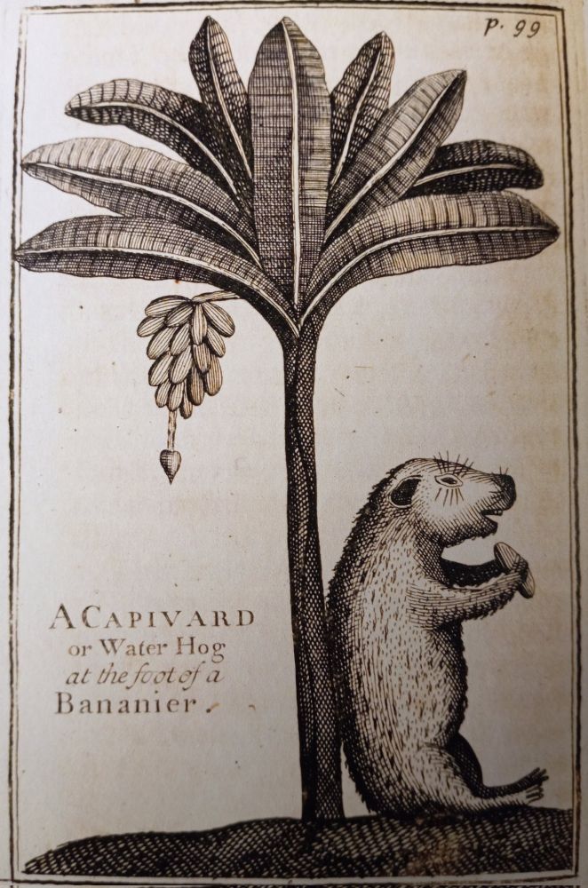 Detail of a postcard image of an illustration of a capybara or "A CAPIVARD or Water hog at the foot of a Bananier" (text from next to image) from the 1698 text