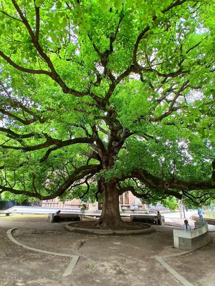 A very green tree from below 