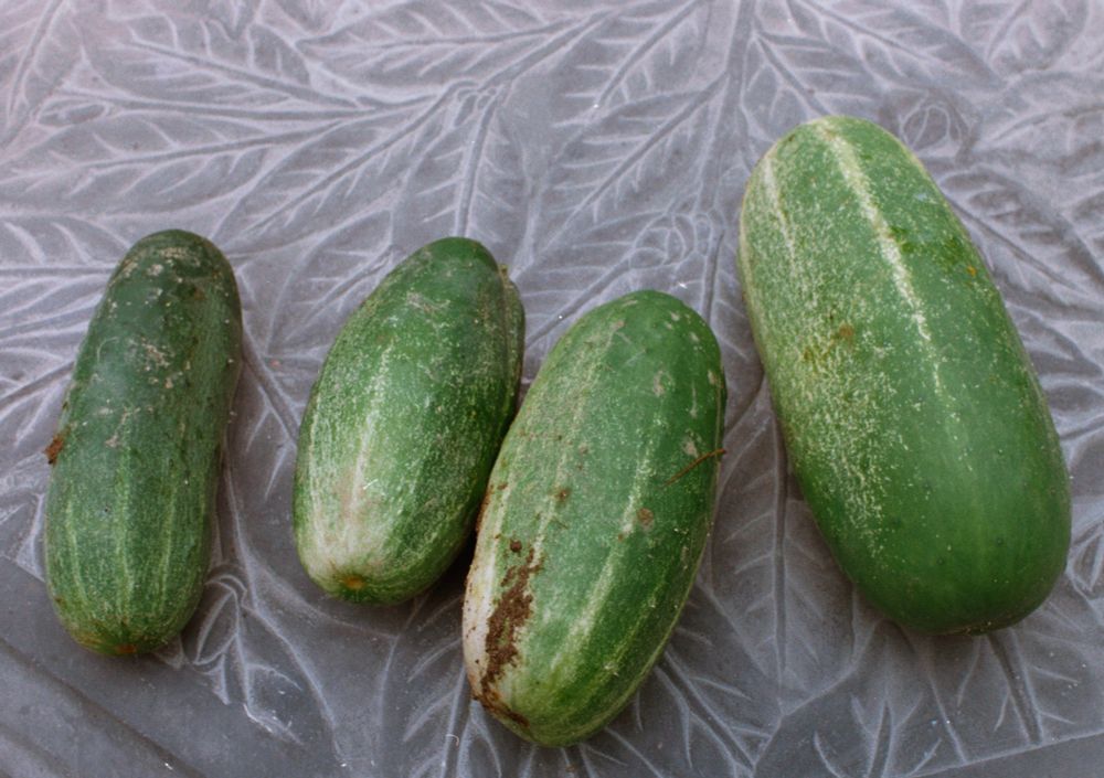 A color film photograph of freshly picked cucumbers. They were delicious!