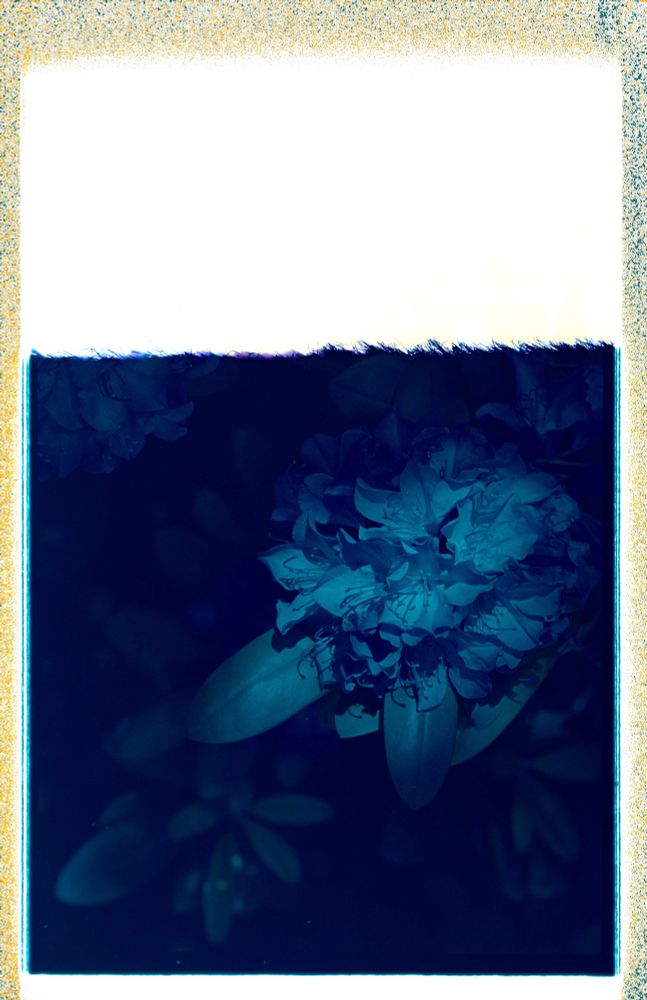 A color film photograph of a Rhododendron.  Rhododendron, from Ancient Greek ῥόδον, meaning "rose", and δένδρον, meaning "tree", is a very large genus of about 1,024 species of woody plants in the heath family. This photograph is randomized by the end of the film roll, a large blank area, and a resulting software glitch in the conversion from negative to "positive" image. I like it a lot.