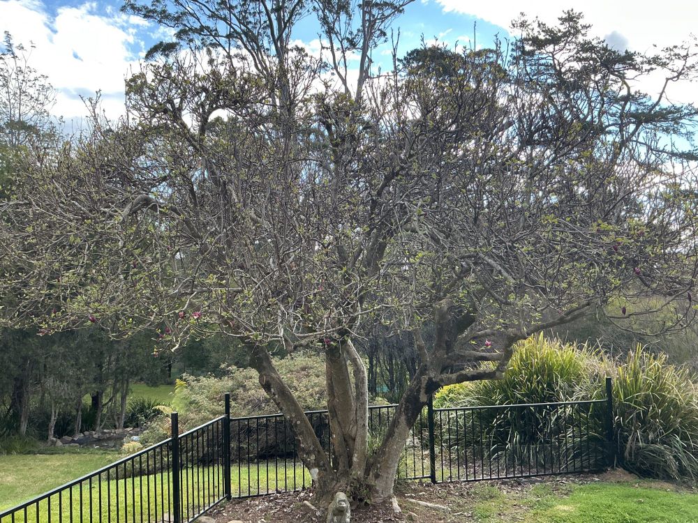 Magnolia tree with leaves just starting to shoot after winter.