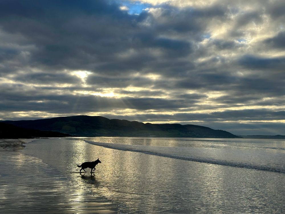 A dog stands in silhouette in the waters edge on a beach in Donegal, staring out towards the waves that he’s trying to herd.