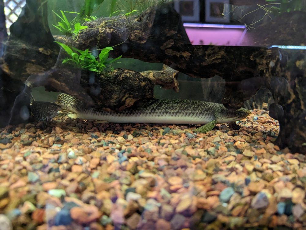 Polypterus palmas