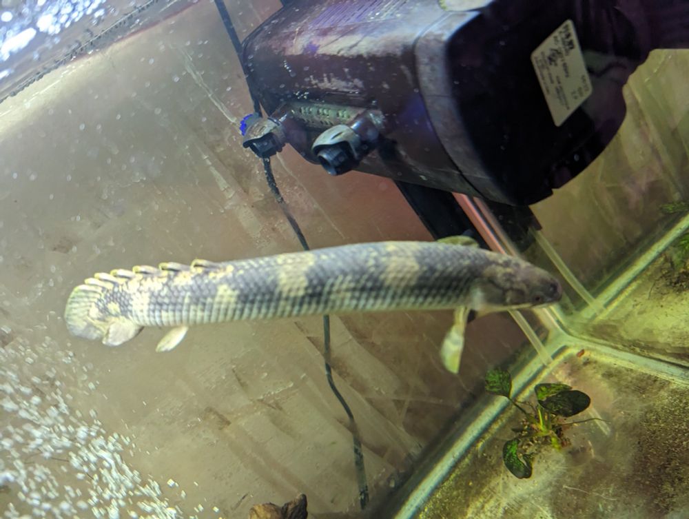 Polypterus mokelembembe in a small aquarium