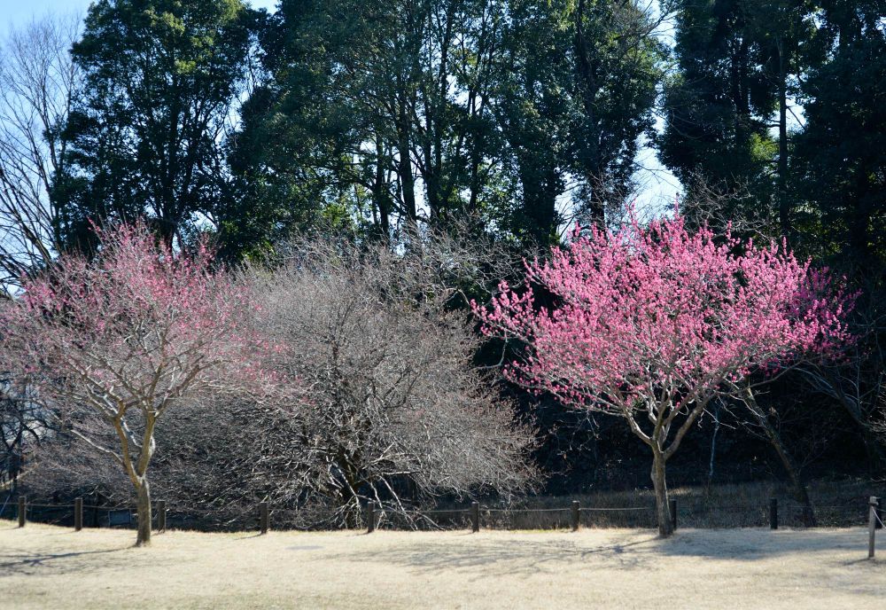 A serene landscape featuring three trees: one with vibrant pink blossoms, a second with sparse branches, and a third with lush green foliage in the background. The scene is set against a clear blue sky and a dry grassy area.