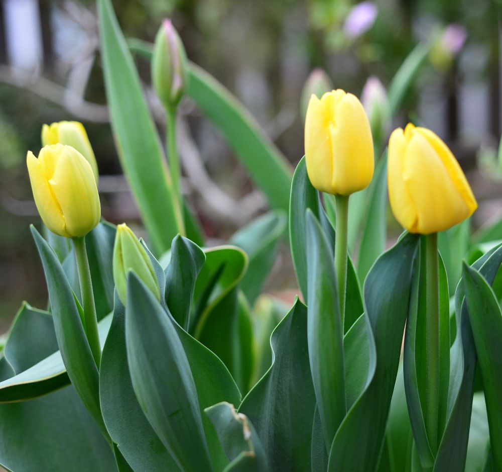 A cluster of yellow tulips among green leaves, with a few budding flowers visible in the background.