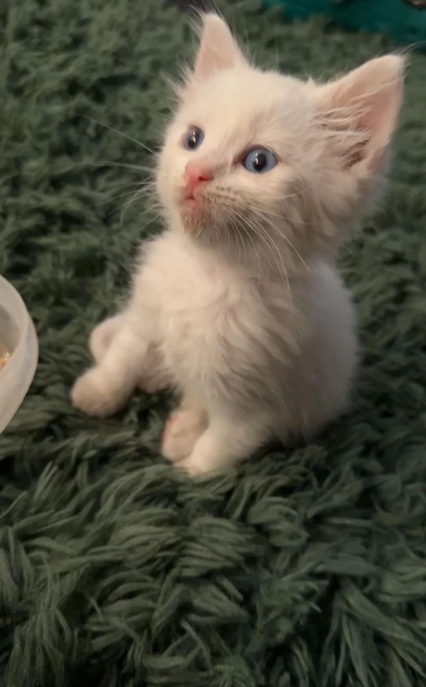 Always wanted a cat, look what my Gf found on a rainy da