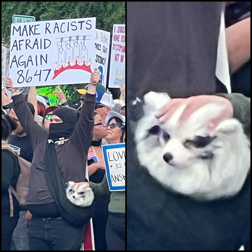 a person at a protest in a black t-shirt mask holds up a sign that says "make racists afraid again 8647". something white sits in a sling hanging from their shoulder. a close-up view of the white thing shows it's a small white dog with black markings sitting comfortably as the person next to the protestor (just at the edge of the frame) rests a hand on their fluffy head.