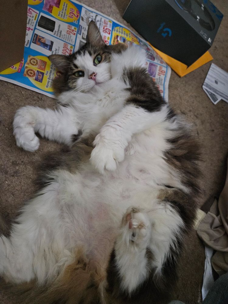 a long haired cat with a white underside rolls on a dirty floor too show off her belly for pets