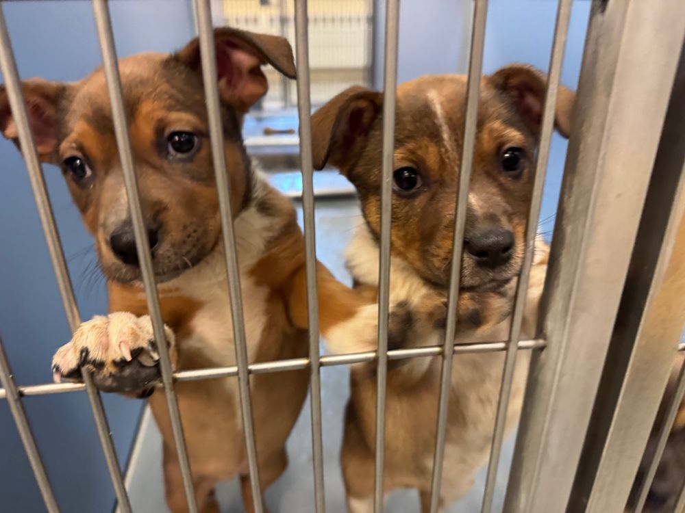 Two little puppies leaning upright against their kennel gate, look towards the viewer.
