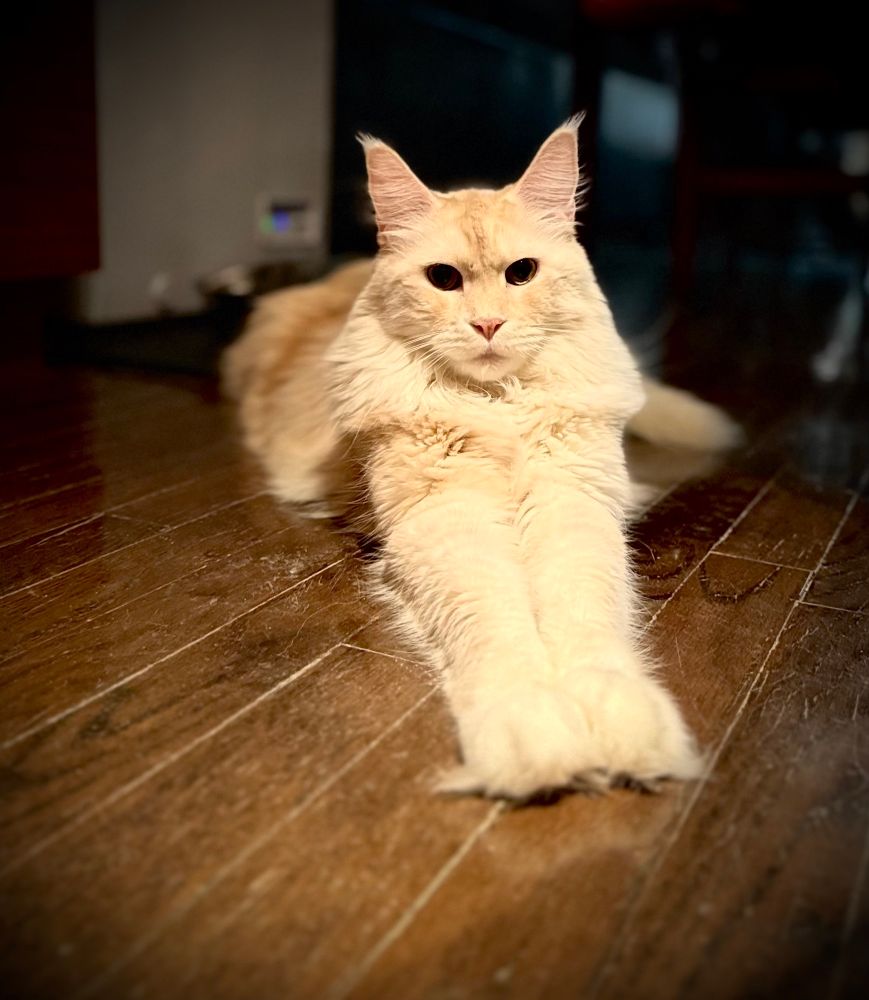 Handsome yellow Maine Coon kitty. 