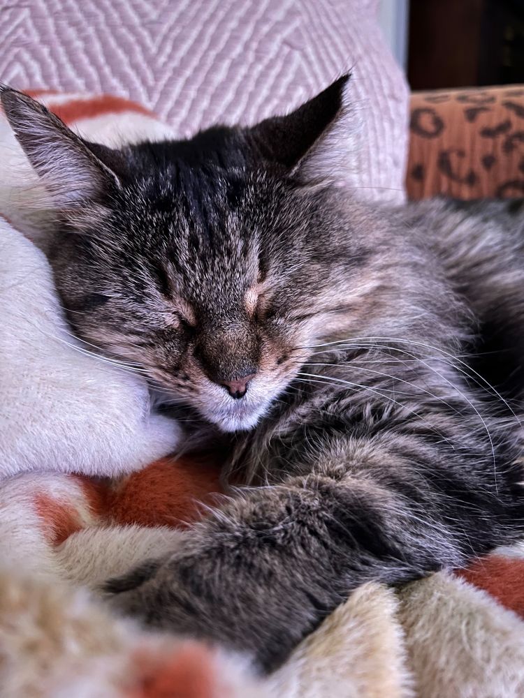 A cat asleep in a beige and orange blanket