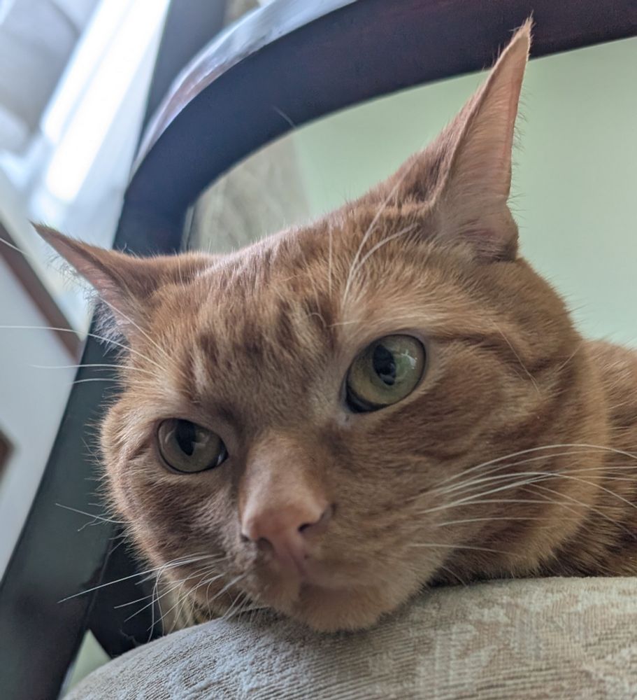 Mango, an orange cat, is looking cute as he peeks his head over the side of a chair he's lying on.