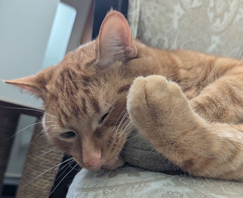 Mango, an orange cat, is lying sideways on a chair and chewing on a toy mouse.