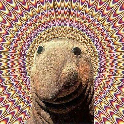 Psychedelic sea lion