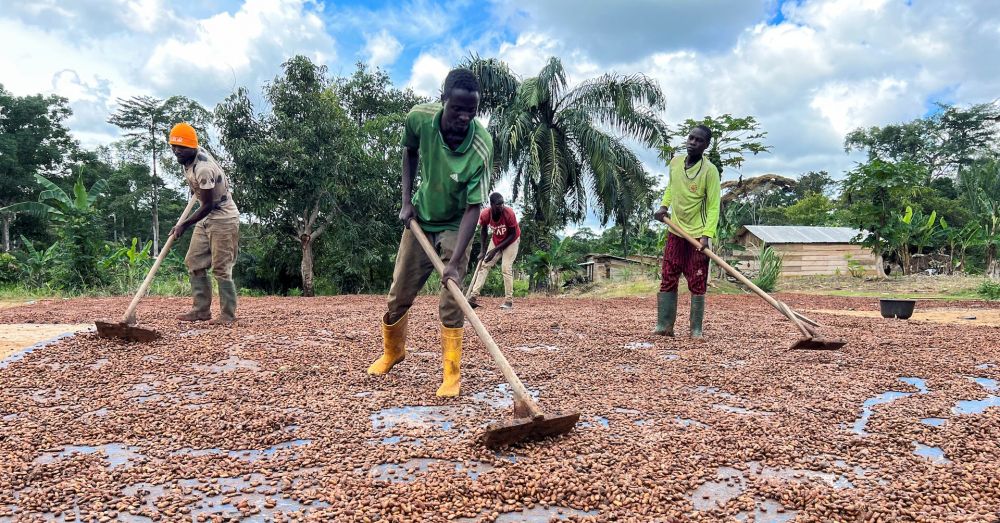 Cameroon farmers turn to vigilantes and amulets to stop cocoa theft