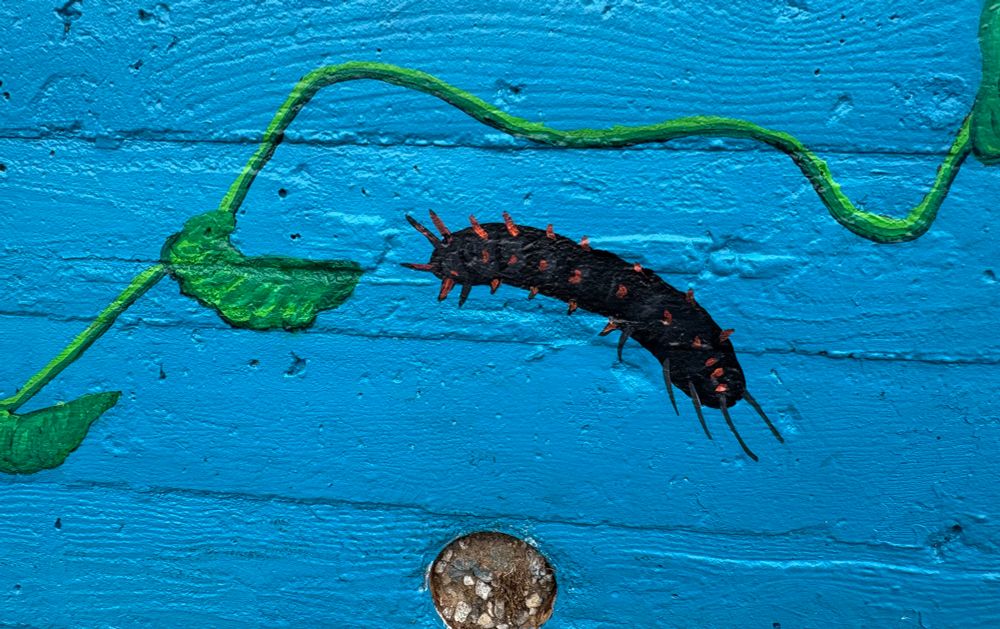 Pipeline Swallowtail caterpillar!