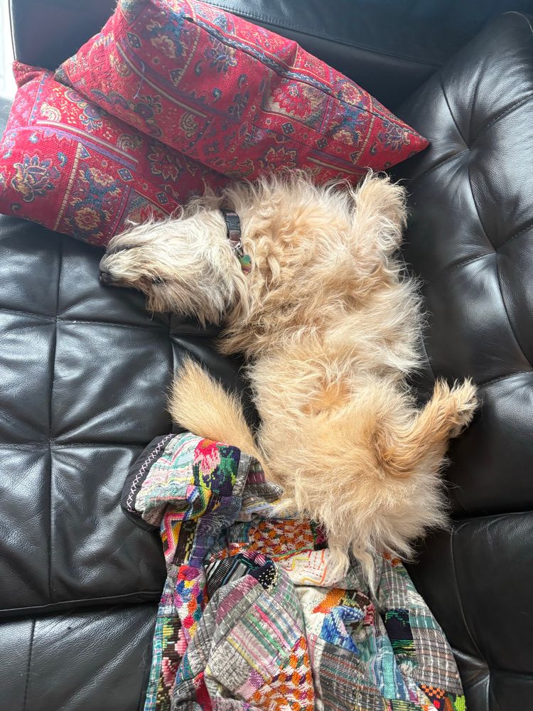 Muddy Waters lying on couch with head thrown backwards and legs up. Looks awkward but he’s very content