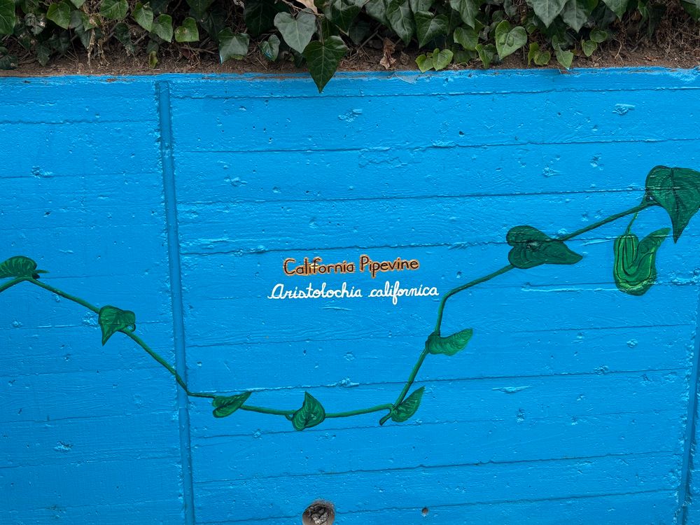 The final label- the vine herself! 