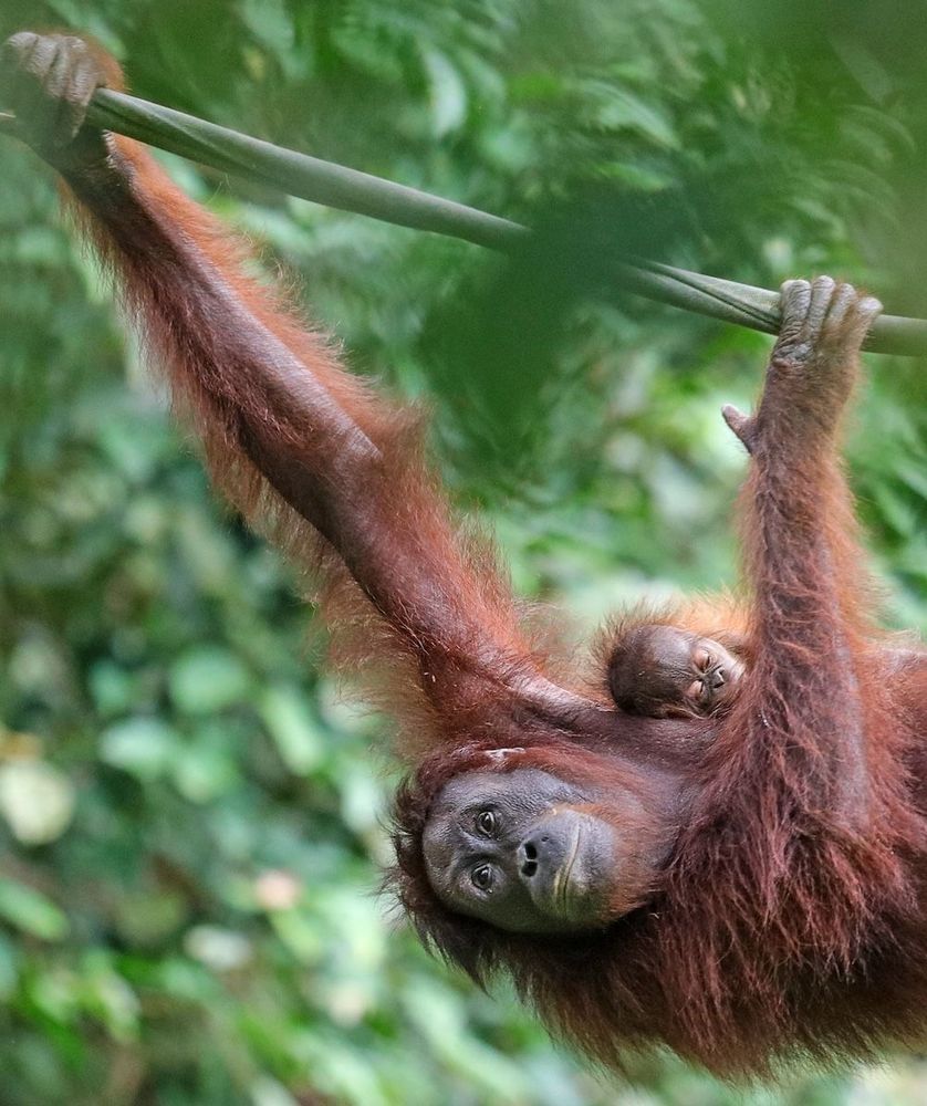 An orangutan is moving along a thin branch in the jungle, her hands clutching the branch while her baby sleeps on her chest, in a photo from Chris Charles