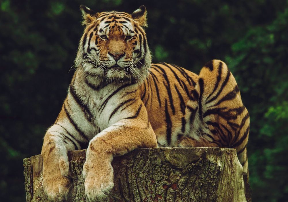 A Siberian tiger sits on top of a tree stump in a photo taken by Frida Lannerström.
