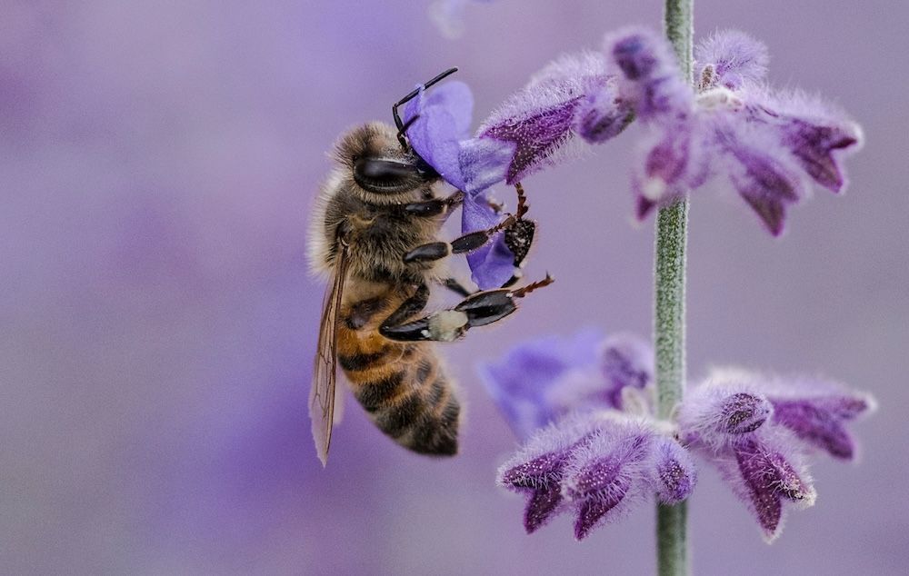 A honeybee is collecting nectar from a lavender stalk in a field of lavender flowers in a photo by Aaron Burden.