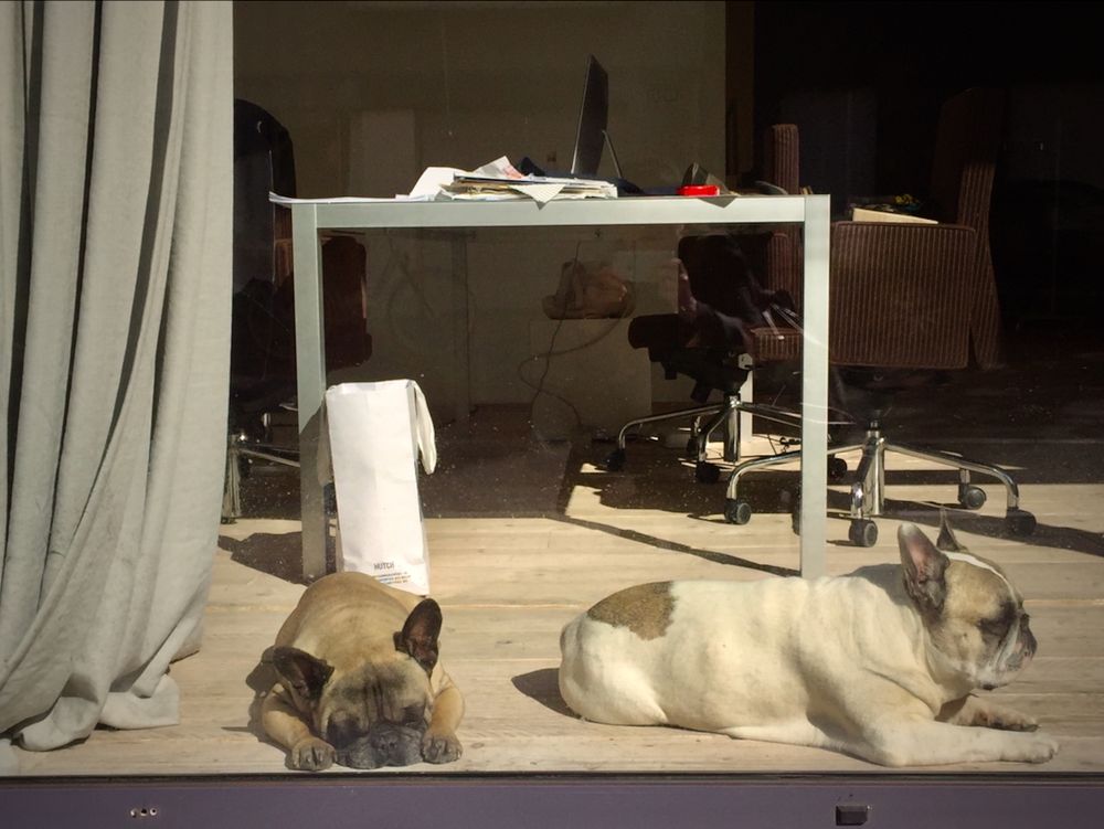 Two large pugs (or possibly bulldogs) sunning themselves in a picture widnow. Behind them is a pale green table being used as a desk. To their right is a pale green curtain. 