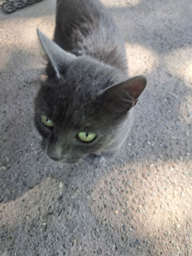 A slinky little grey cat with green eyes.