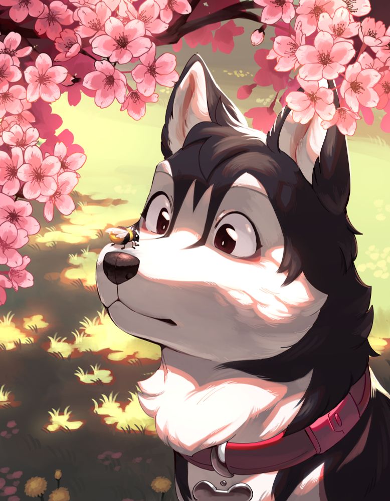 portrait of a black and white siberian husky with a pink collar standing under a cherry blossom tree. she's looking at a bee that landed on her nose