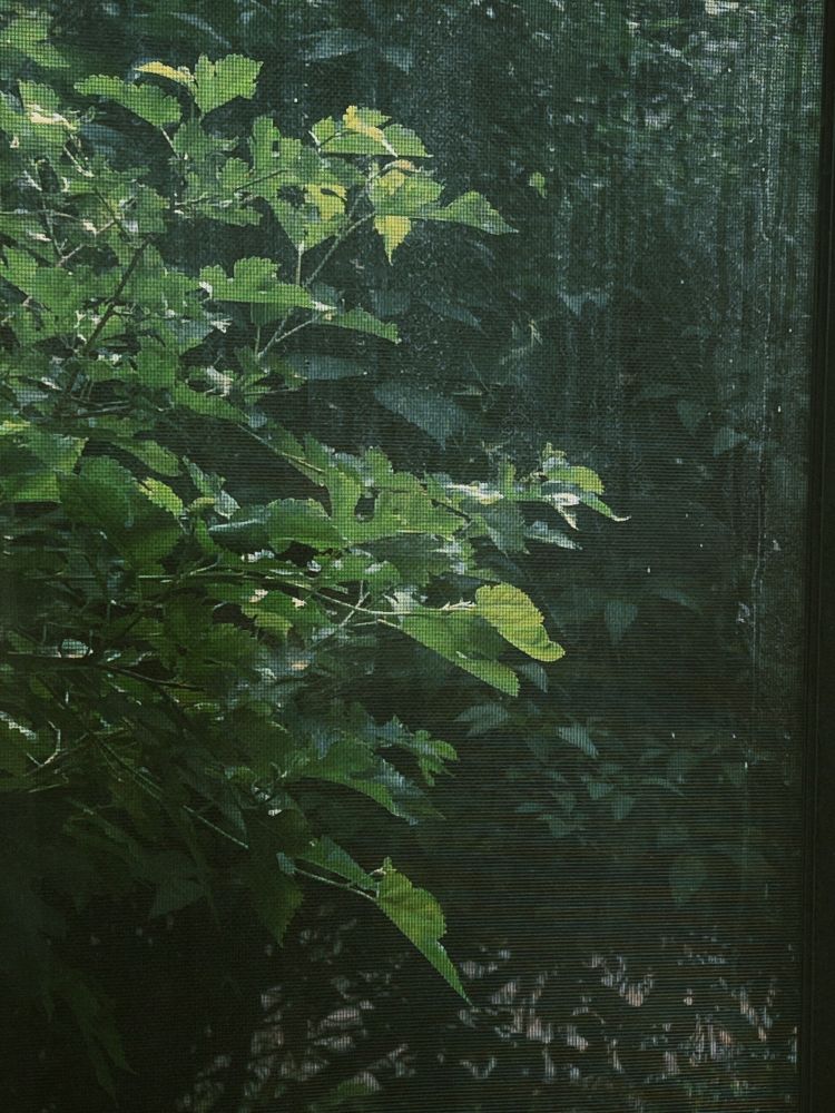 a flowering green plant thick against a lush canopy of leaves