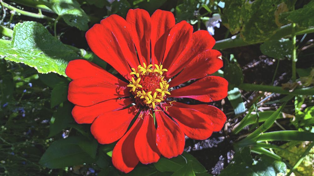 Red Zinnia by Jean Evans